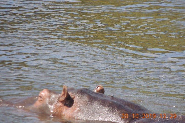 3 Tage Murchison Falls Safari mit Big Five Adventure Experience