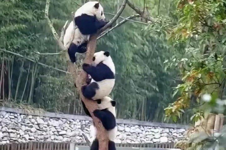 Panda di Chengdu Panda Base Tour Panda con Guida Inglese