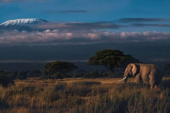 3 jours Big Five Safari Tsavo & Amboseli avec vue sur le Kilimandjaro