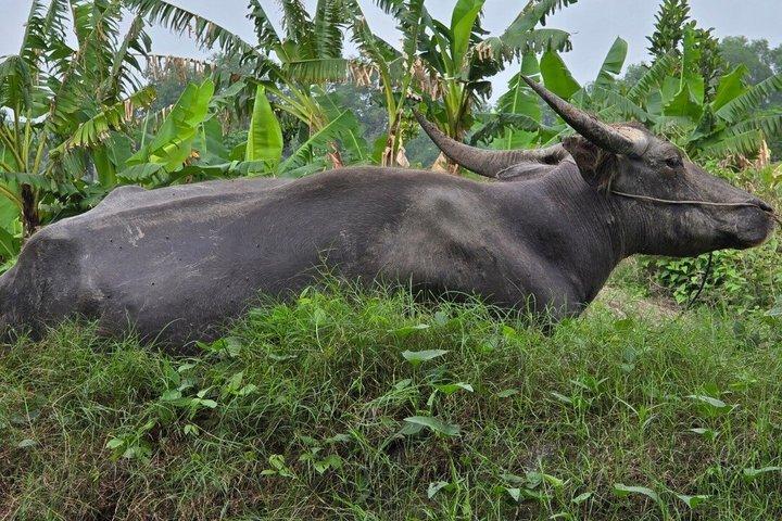 Excursão Ho Chi Minh City to Mekong Heritage Escape