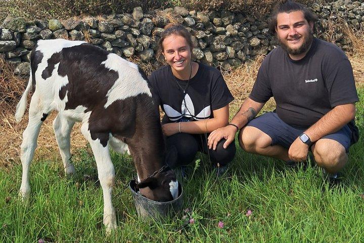 Terceira Island zuivelboerderij tour