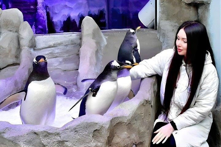 Dubai Aquarium Unterwasser Zoo mit Penguin Cove Eintrittskarten
