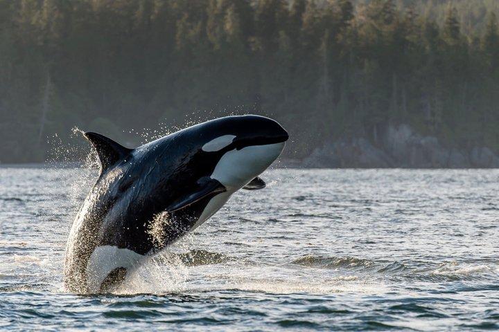 Tofino 3-dages tur fra Vancouver
