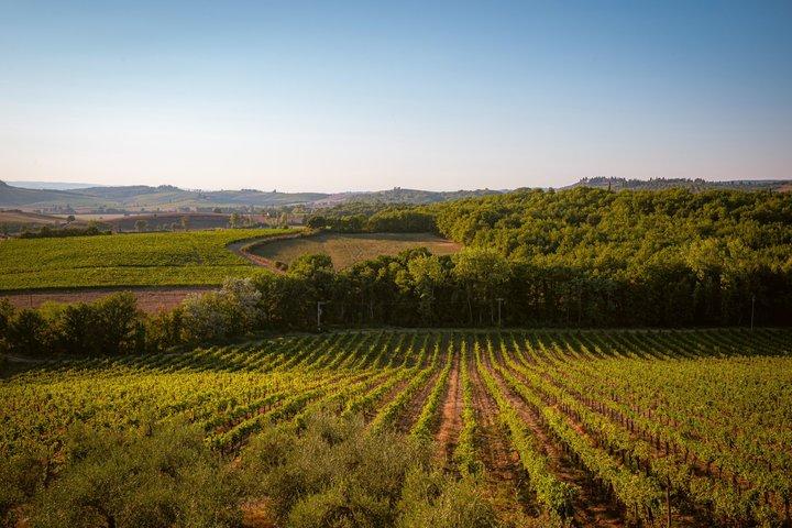 Cena con cata de vinos en la bodega Poggio ai Laghi