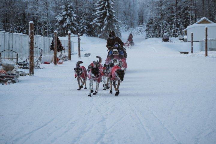 Aventure Nulkki Husky