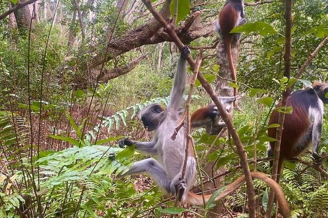 Colobus Monkeys