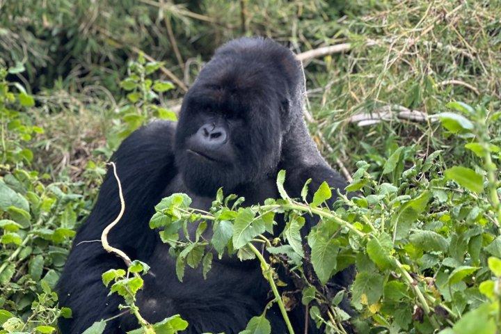 5 jours Gorilles et singe d'or Trekking dans les volcans N.Park