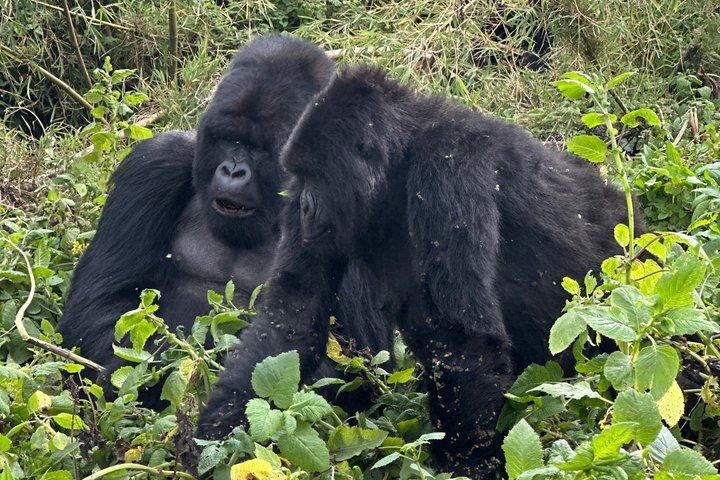 5 jours Gorilles et singe d'or Trekking dans les volcans N.Park