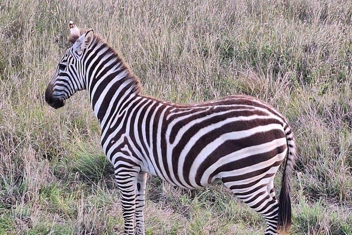 Nairobi National Park Half day trip with 4x4 Safari Land Cruiser