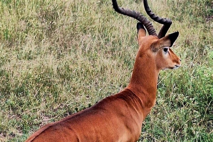 Nairobi National Park Half day trip with 4x4 Safari Land Cruiser