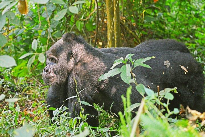 8 dagar Uganda Gorilla-, schimpans- och vildmarkssafari