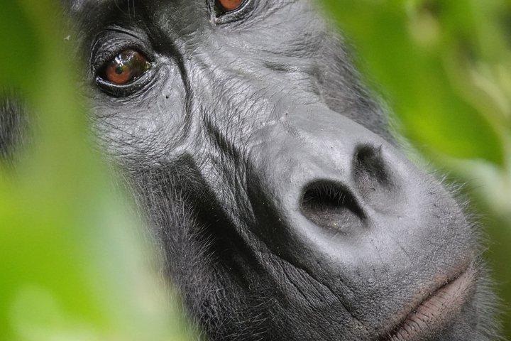 2 Tage Gorilla Trekking Uganda ab Kigali