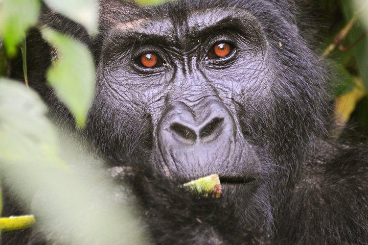 2 Tage Gorilla Trekking Uganda ab Kigali