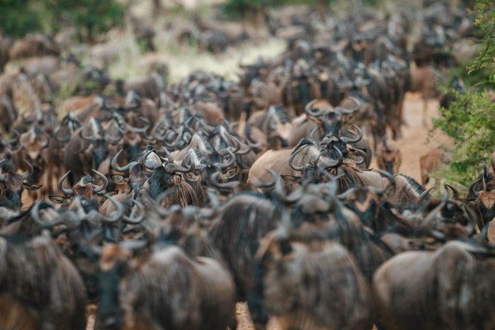 ンゴロンゴロとタランギルサファリを渡るセレンゲティ・マラ川