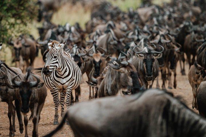 ンゴロンゴロとタランギルサファリを渡るセレンゲティ・マラ川