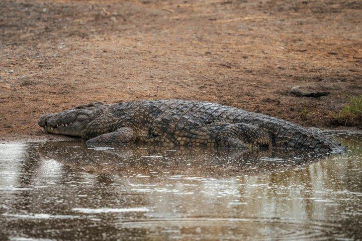 ンゴロンゴロとタランギルサファリを渡るセレンゲティ・マラ川