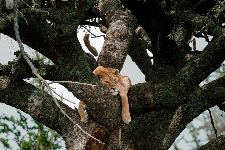 ンゴロンゴロとタランギルサファリを渡るセレンゲティ・マラ川