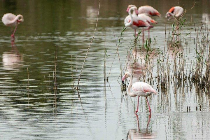 Valencia: Albufera Tour with Boat Trip and Montanejos