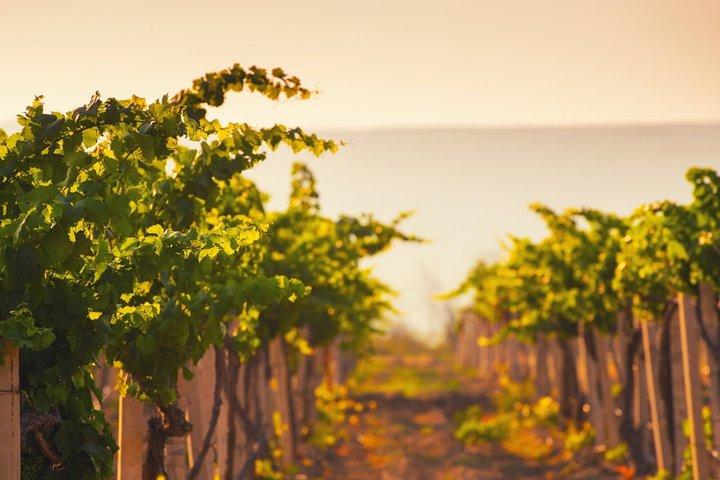 Winery Tour and Local Wine Tasting in Ischia