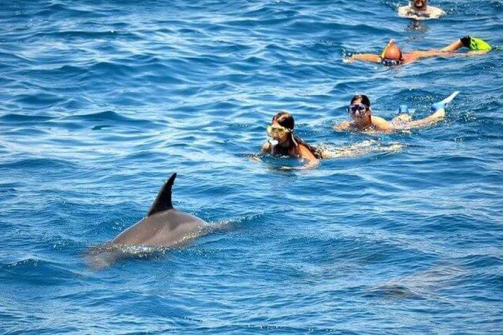 Dolphin house VIP trip in hurghada with snorkeling & lunch