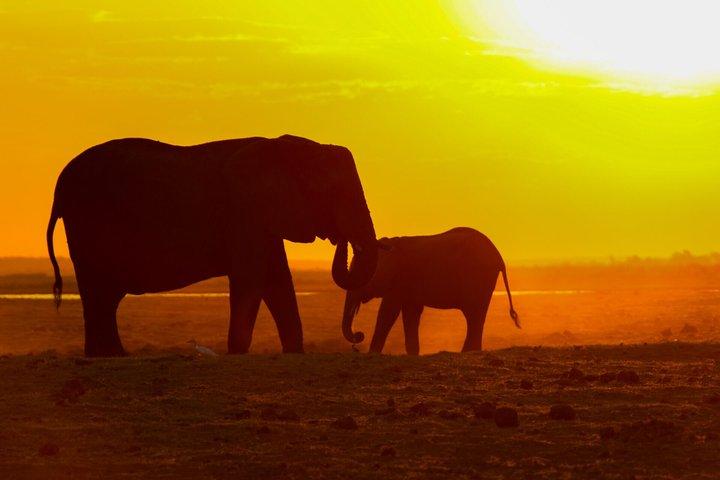 Victoria Falls Chobe Day Trip