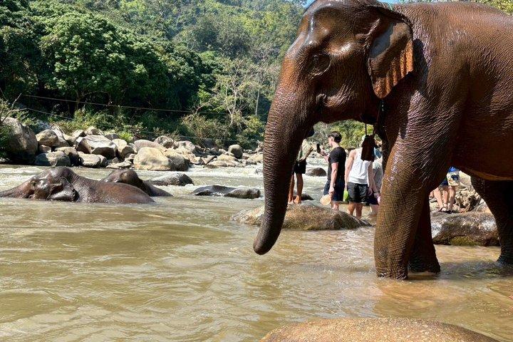 Smile Elephant Chiangmai (Half day Visit)