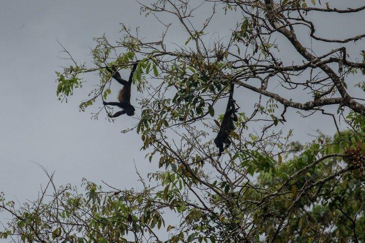 Tour en kayak dans les canaux de Tortuguero avec guide touristique