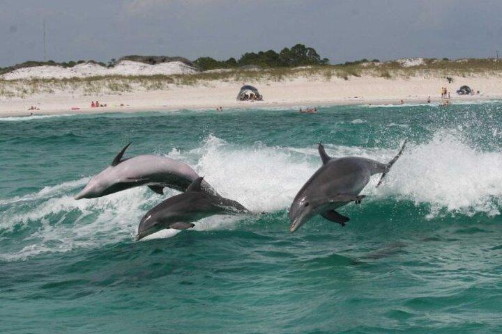 4 timers privat delfin krydstogt