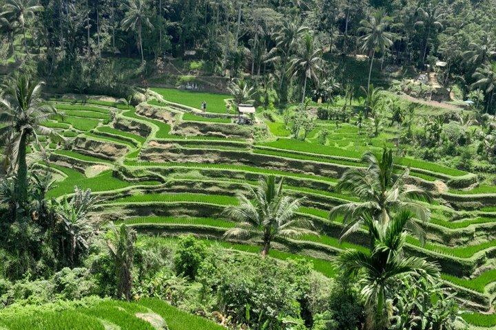 Tour Privado Ubud Monkey Forest, Terraços de Arroz e Templos