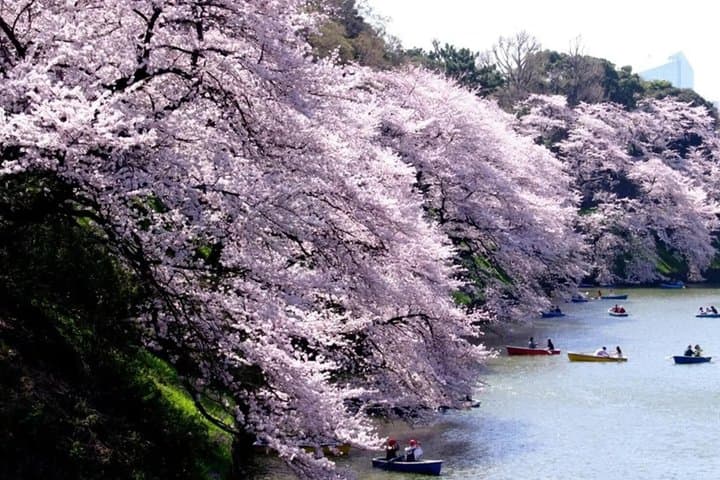 Tokyo: 1 Hour Imperial Palace Introduction from Tokyo Station