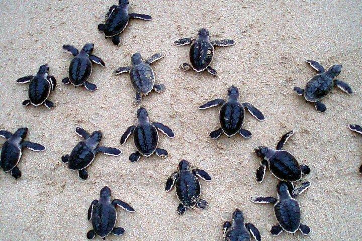 Excursion privée d'une journée à Galle avec expérience de pêche sur pilotis/Guide local