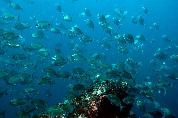 Dubbele snorkeltrip in Faial, Azoren