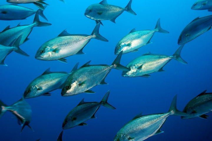 Dubbele snorkeltrip in Faial, Azoren