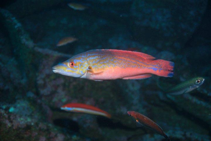 Dubbele snorkeltrip in Faial, Azoren