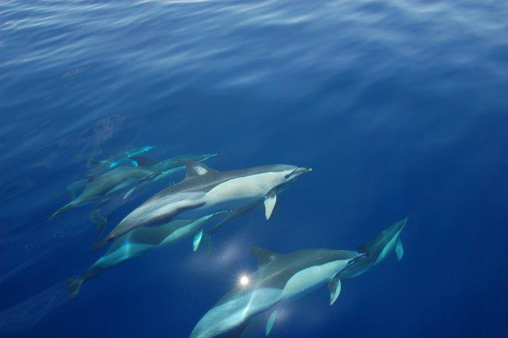 Dubbele snorkeltrip in Faial, Azoren