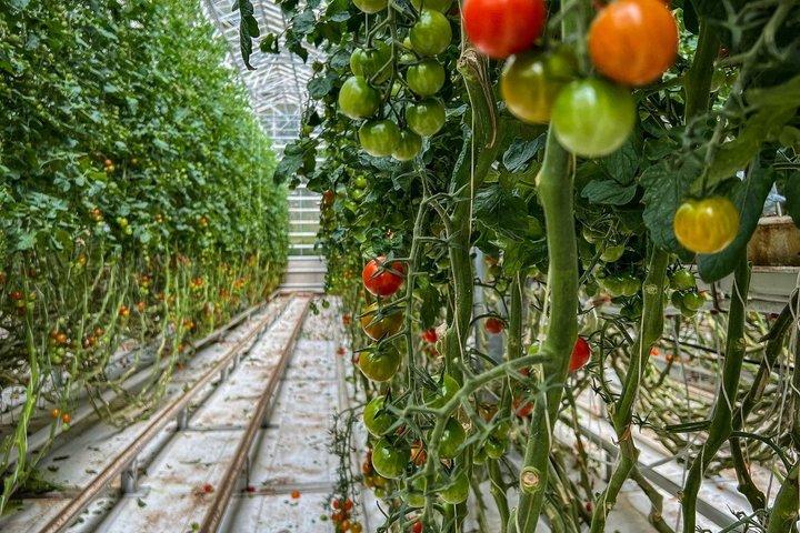 Pequeno grupo Golden Circle Tour com almoço em Tomato Farm & Lagoon