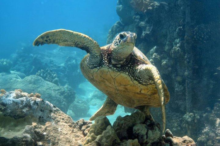 Turtle Snorkeling Mirissa: 100% Sighting Guarantee & Gratis GoPro