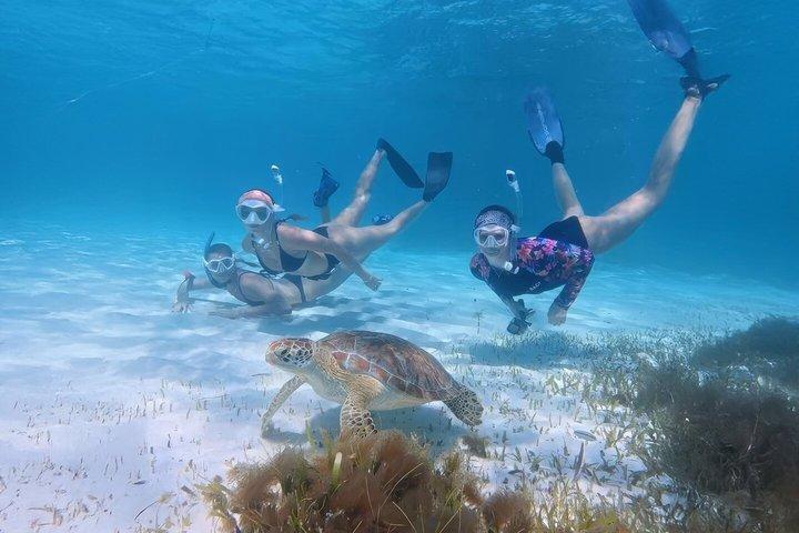 Turtle Snorkeling Mirissa: 100% Sighting Guarantee & Gratis GoPro