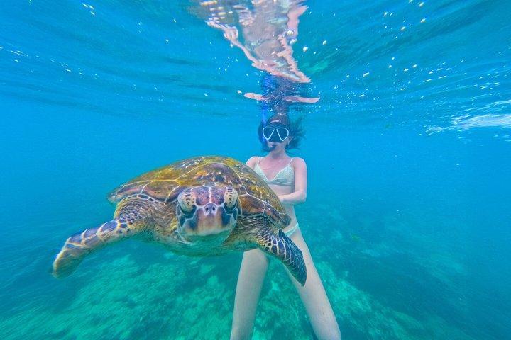 Turtle Snorkeling Mirissa: 100% Sighting Guarantee & Gratis GoPro