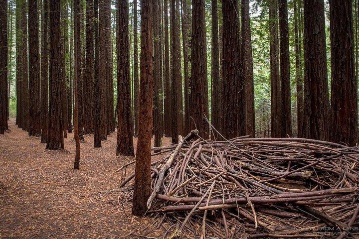 Yarra Valley Premium Vin Redwood Forest Dagstur Melbourne