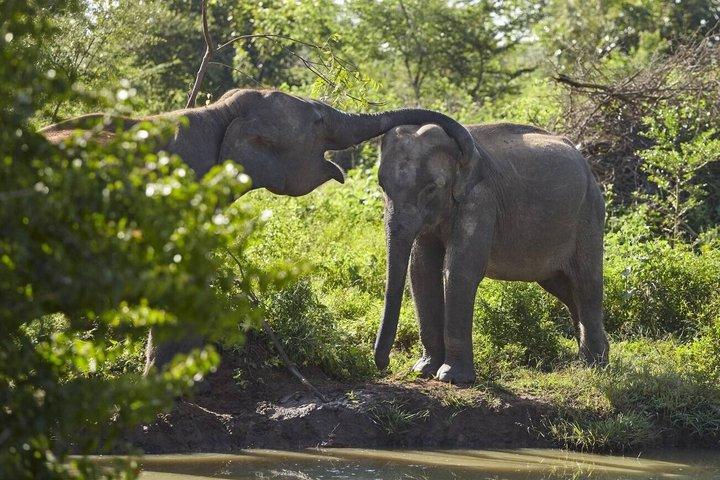 Tour en safari por Udawalawa desde Tangalle