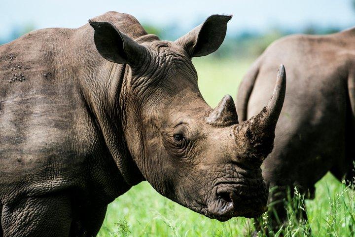 タランギルでセレンゲティとンゴロンゴロ火口を巡る4日間のサファリ