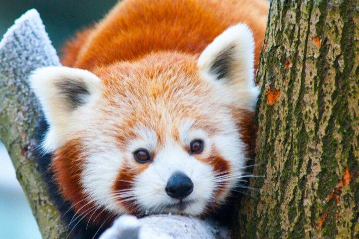 Privat biltur: Dujiangyan Panda Valley og vandingssystem