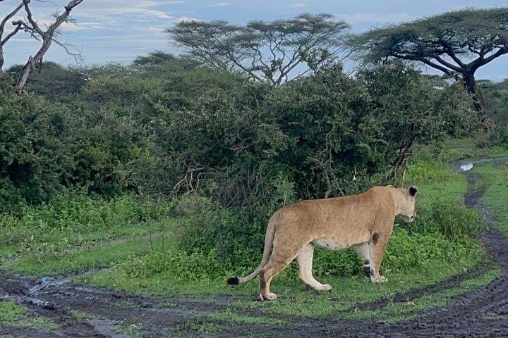 Excursión de 1 día al cráter Ngorongoro desde Arusha