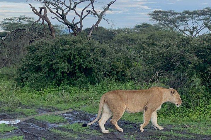 Excursión de 1 día al cráter Ngorongoro desde Arusha
