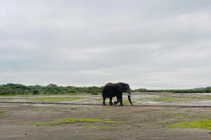 Excursión de 1 día al cráter Ngorongoro desde Arusha