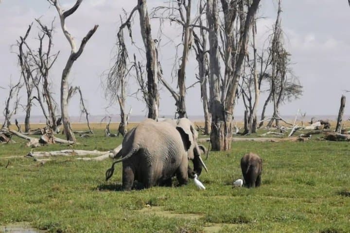 Amboseli National Park 3 Days Safari from Nairobi