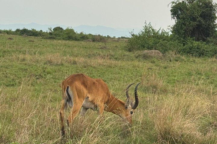 17 jours de trekking Herping, faune et gorille en Ouganda