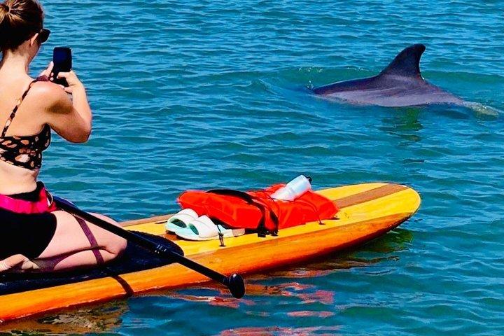 Passeio de caiaque e SUP com golfinhos e peixes-boi em Cocoa Beach