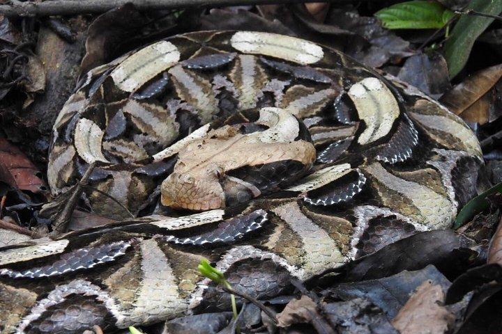 17 dage Herping, Wildlife og Gorilla Trekking Safari i Uganda